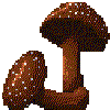 Brown Mushroom